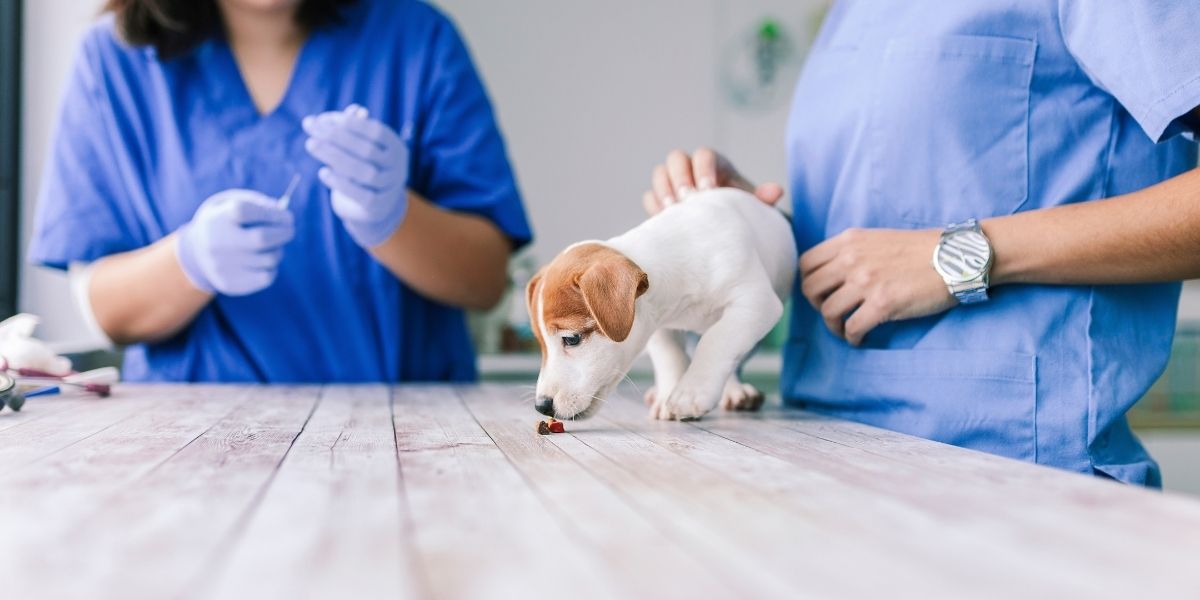 deworming dogs