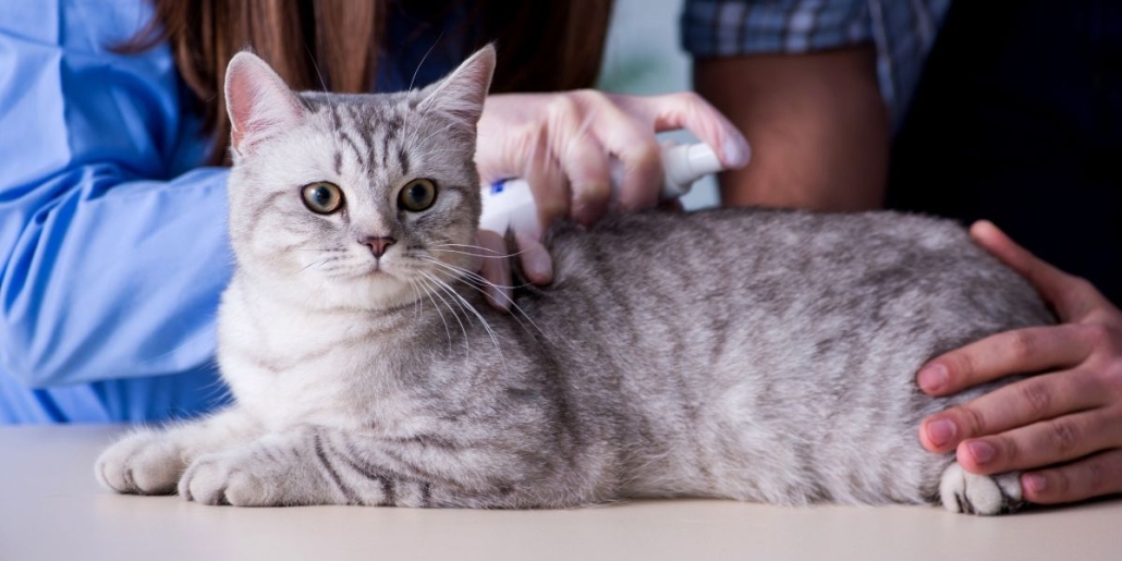 external deworming of cats