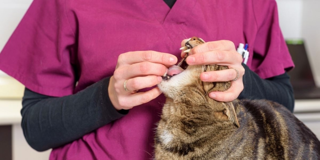 internal deworming in cats