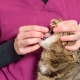 internal deworming in cats