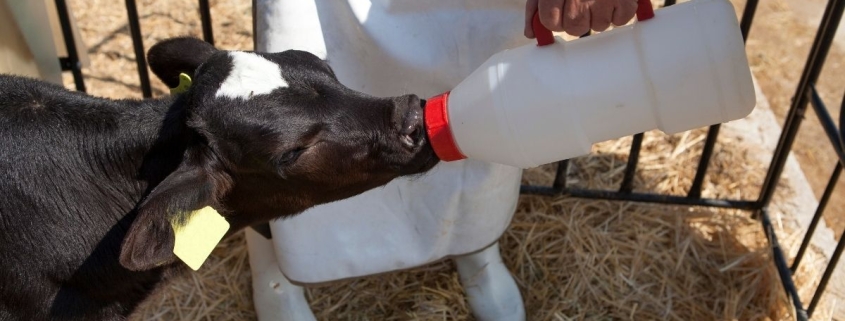 powdered milk for calves