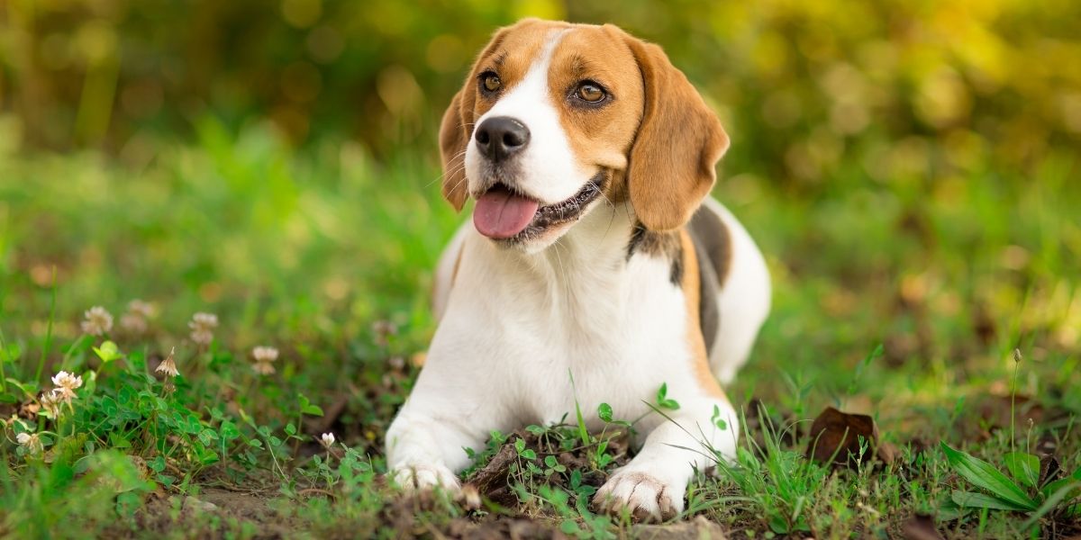 câine de casă beagle