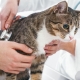 hipertiroidism pisici