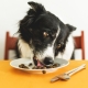 dieta hipoalergenică câini