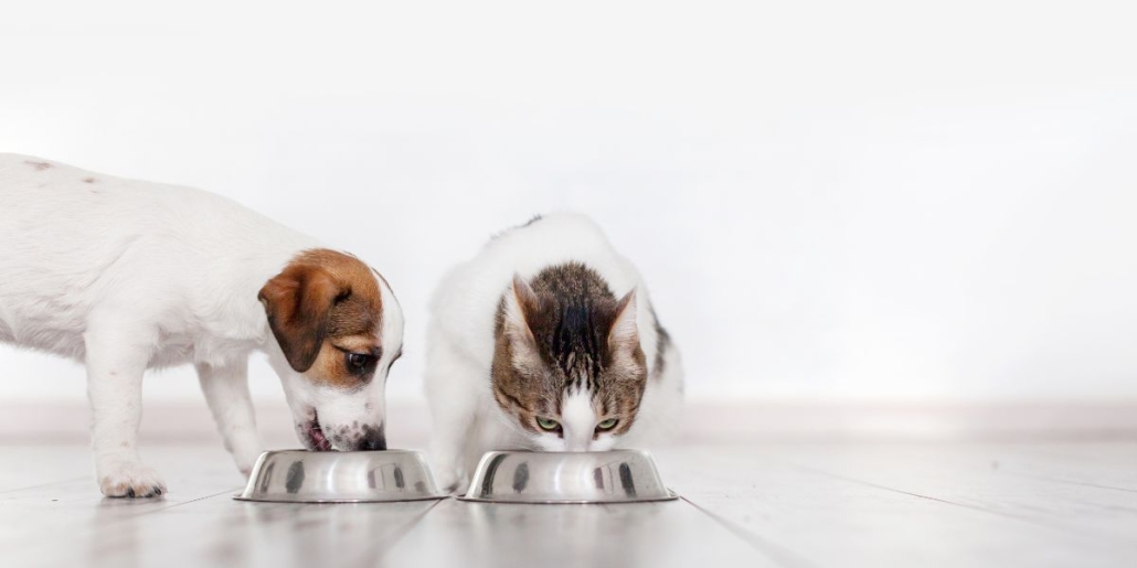 Food supplements to stimulate appetite in dogs and cats Nutri Plus
