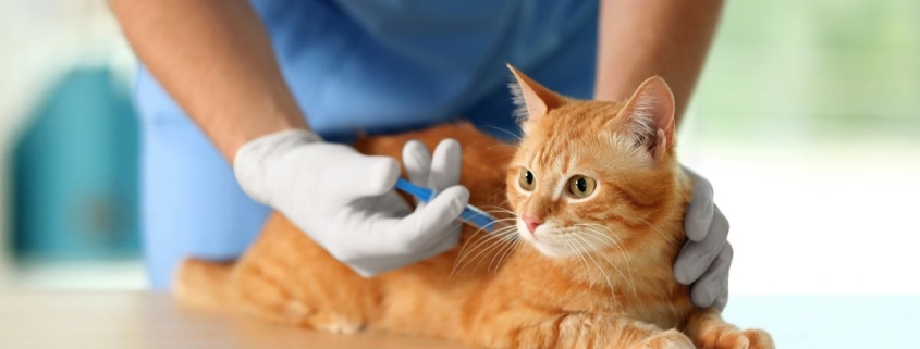 pisică la vaccin
