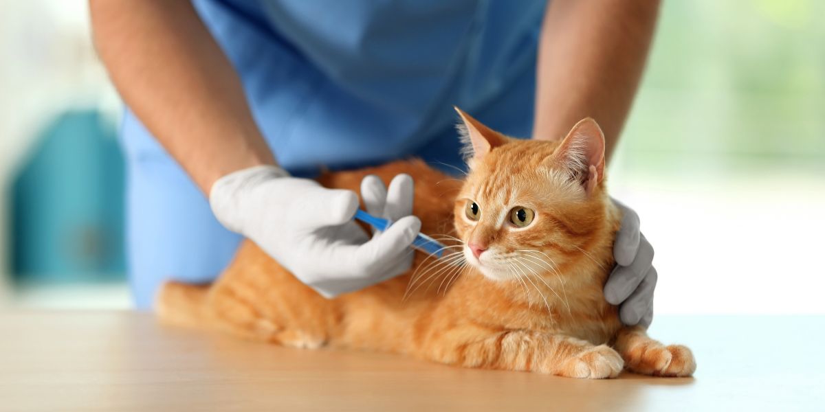 pisică la vaccin