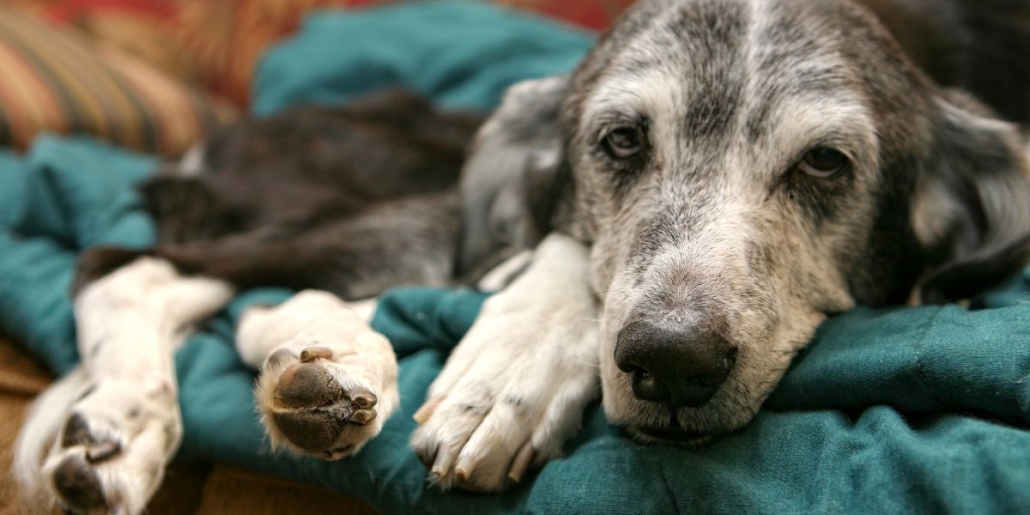 Urinary incontinence in dogs treat the condition with Incurin from