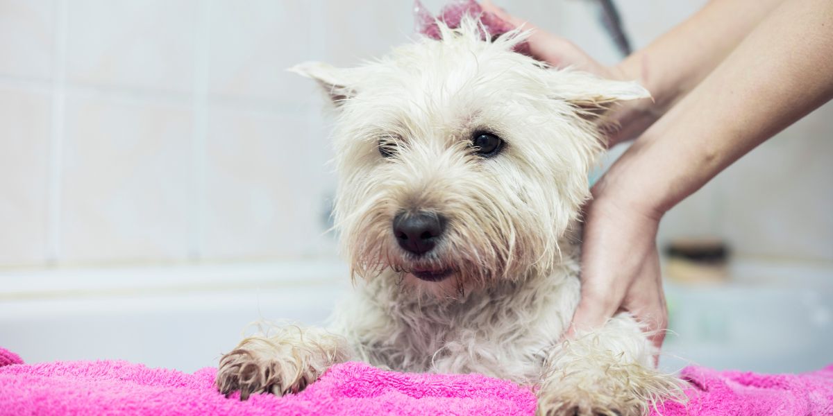câine în cadă cu șampon Malaseb