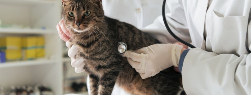 Tendințe în industria diagnosticelor veterinare
