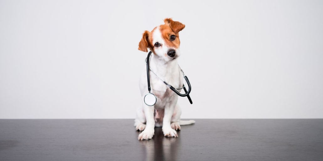 Veterinary pharmaceutical industry trends to the year 2024 Biotur