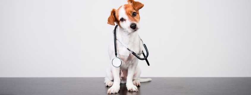 Tendințe în industria farmaceutică veterinară