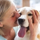 Prevenirea sindromului Cushing la câini