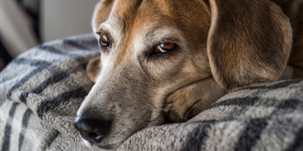 Cushing's Syndrome in Dogs Understanding the Symptoms, Causes, and