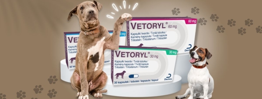 Vetoryl tratament sindrom cushing câini