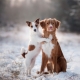 Îngrijirea animalelor de companie iarna