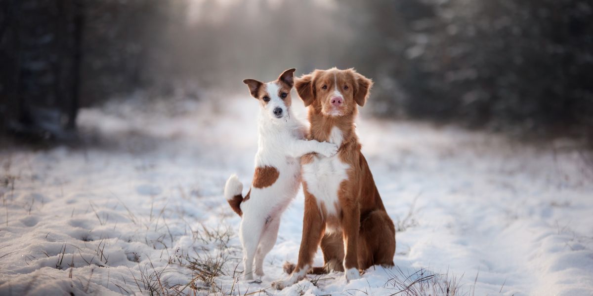 Îngrijirea animalelor de companie iarna