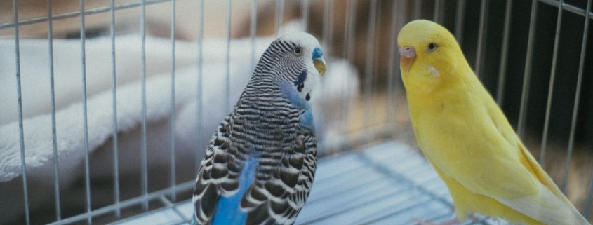 Sfaturi pentru îngrijirea păsărilor de apartament iarna