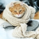 Sfaturi pentru îngrijirea pisicilor iarna